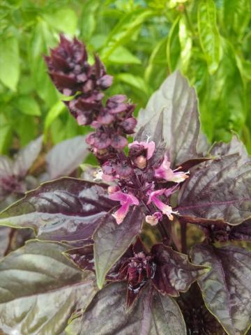 Bazalka pravá, odrůda s purpurovými listy