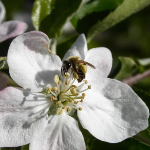 Včela na květu jabloně