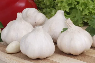 Česnek Česnek