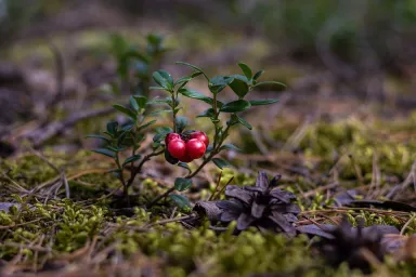 Klikva Klikva