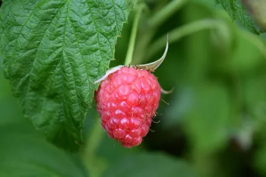 Maliny Maliny