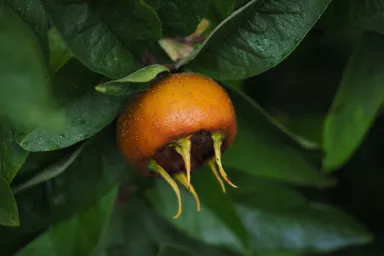 Mišpule Mišpule