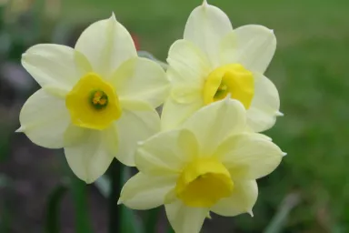 Narcis Narcis