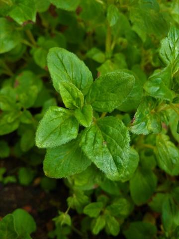 Oregano - dobromysl Oregano - dobromysl