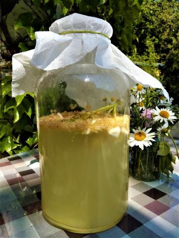 Bezinková limonáda Bezinková limonáda