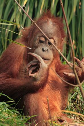 Orangutan Orangutan