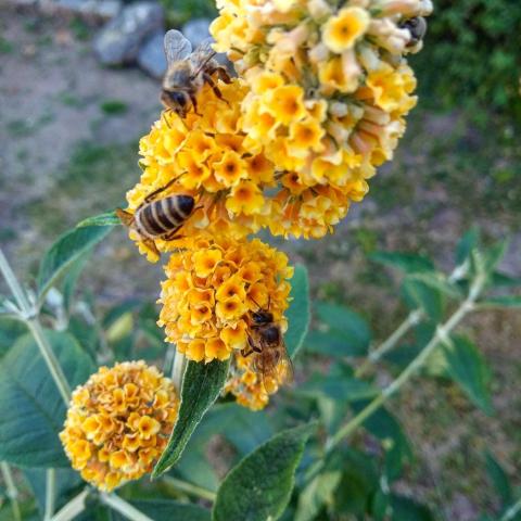 Včely na komuli v přírodní zahradě