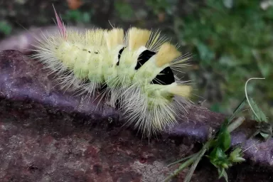Štětconoš ořechový