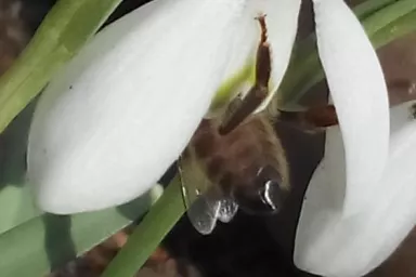 Sněženka láká včely