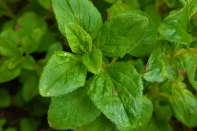 Oregano - dobromysl Oregano - dobromysl