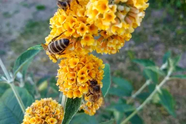 Včely na komuli v přírodní zahradě