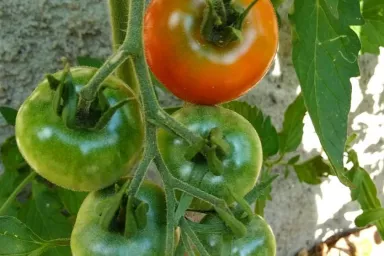 Rajče v přírodní zahradě Rajče v přírodní zahradě