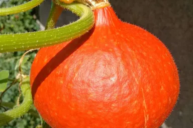 Hokaido v přírodní zahradě pěstované bez chemie Hokaido v přírodní zahradě pěstované bez chemie