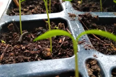 Chilli papričky - jalapeno