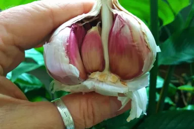 Česnek v přírodní zahradě