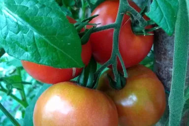 Rajče v přírodní zahradě Rajče v přírodní zahradě