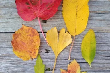 Listy. Proč žloutne a opadává listí, loubinec, třešeň, líska, jinan, komule, ibišek, skalník, tavola. Listy. Proč žloutne a opadává listí, loubinec, třešeň, líska, jinan, komule, ibišek, skalník, tavola.