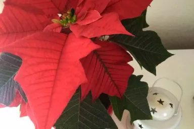 Vánoční hvězda, jak se o ni postarat, aby byla krásná i o příštích Vánocích