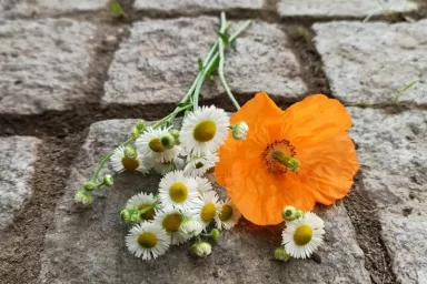 Dlažba, mák, turan