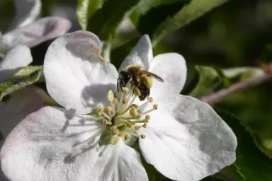 Včela na květu jabloně