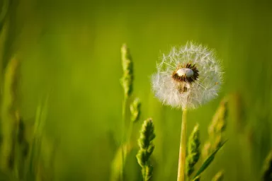 Červen v přírodní zahradě