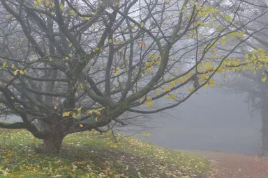 Listopad v přírodní zahradě